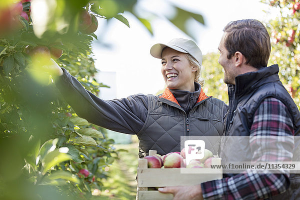 Lächelnde Bauern ernten Äpfel im Obstgarten