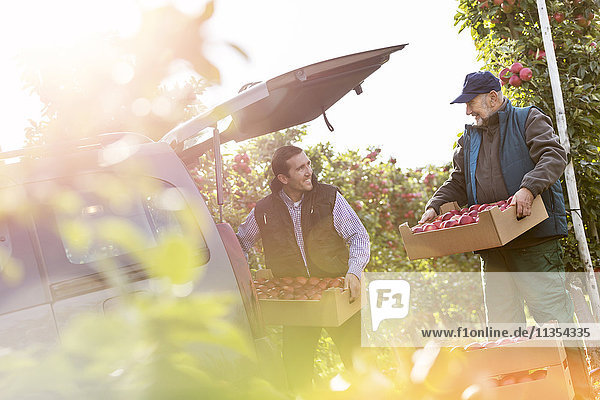 Männliche Bauern beim Verladen von Äpfeln ins Auto im sonnigen Obstgarten