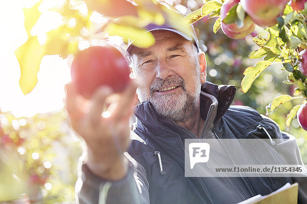 Lächelnder Bauer erntet Äpfel im sonnigen Obstgarten