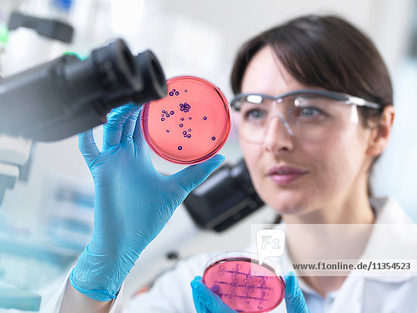 Wissenschaftlerin untersucht Petrischale mit im Labor gezüchteter Bakterienkultur