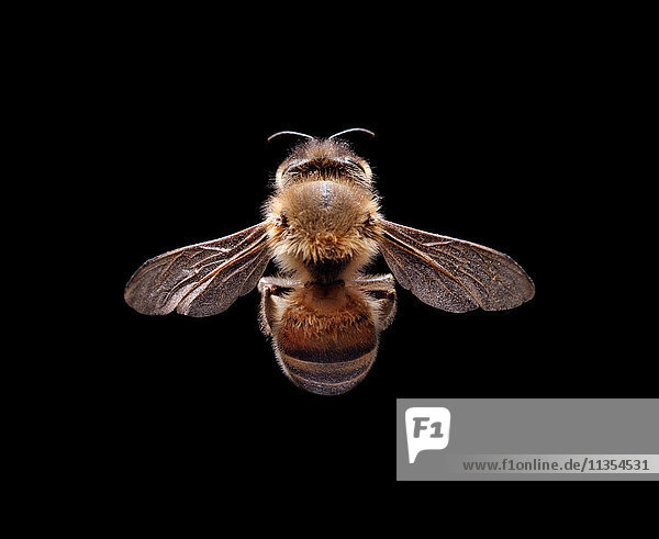 Biene vor schwarzem Hintergrund
