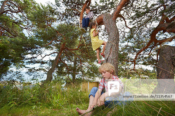 Junge sitzt auf Baum  Mädchen klettert Strickleiter auf Baum und Junge sitzt im Gras