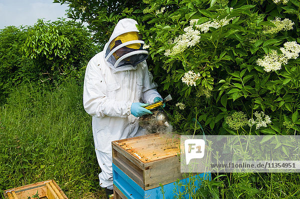 Imker in Schutzkleidung mit Bienenrauchraucher im Bienenstock