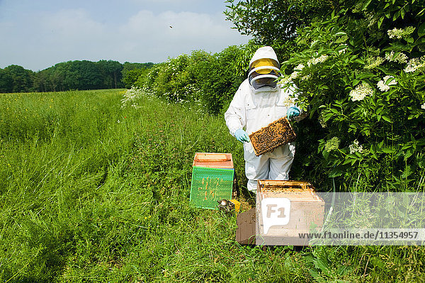 Imker in Schutzkleidung bei der Kontrolle des Bienenstocks