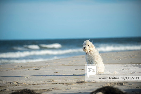 Goldendoodle-Hund am Strand sitzend