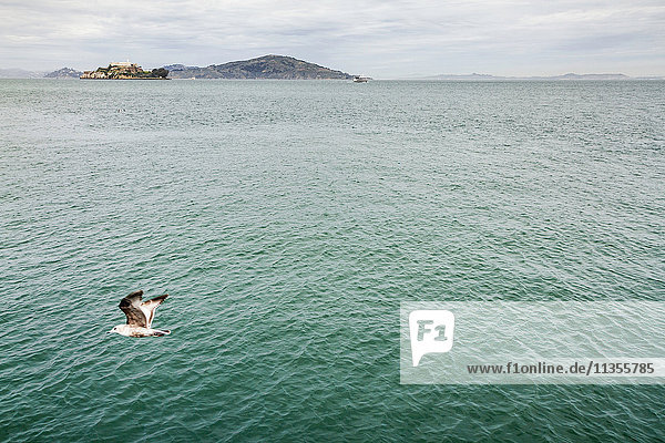Vogel fliegt über das Meer Sicht  San Francisco  Kalifornien  USA
