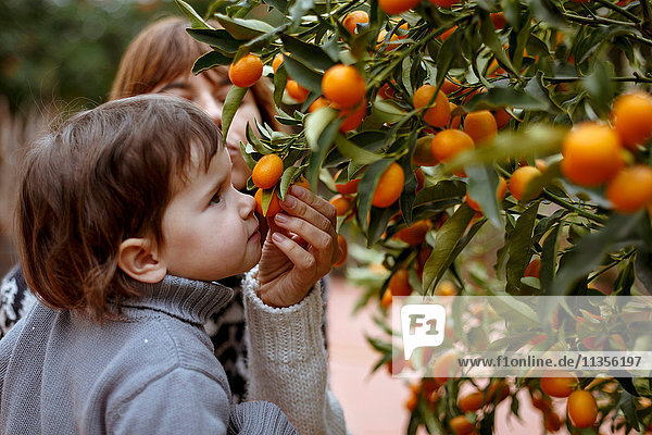 Mutter und Tochter riechen Orangen am Baum