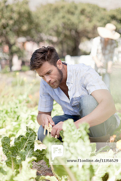 Porträt einer im Garten gereiften Person  die sich um den Gemüseanbau kümmert