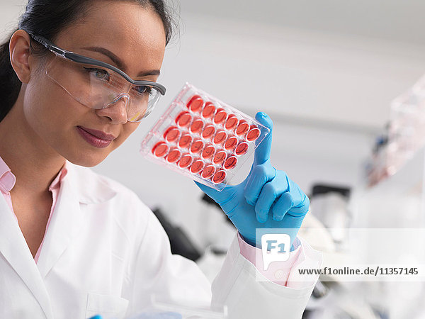 Wissenschaftlerin untersucht Zellkulturen in Multiwell-Tabletts im Labor