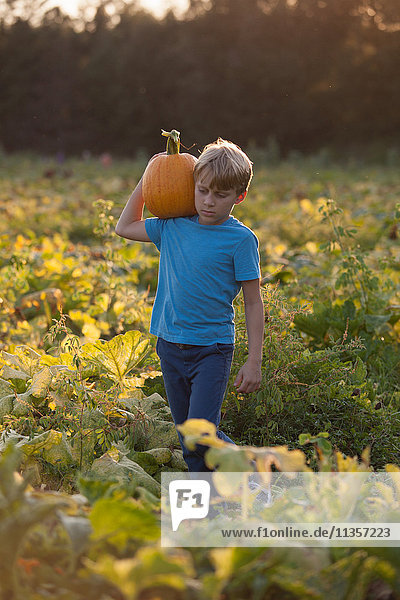 Young boy in pumpkin patch  carrying pumpkin
