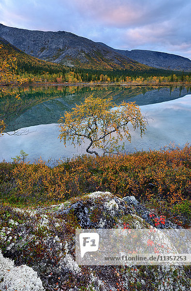 Herbstliche Farblandschaft an den Polygonalen Seen  Khibiny-Gebirge  Kola-Halbinsel  Russland