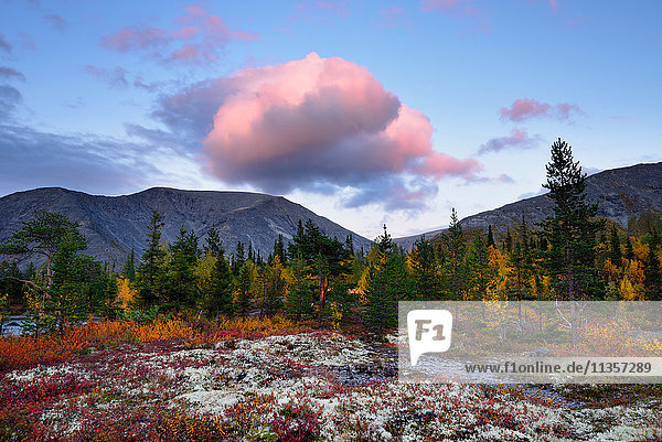 Herbstlich gefärbter Wald in der Nähe der Polygonalen Seen,  Khibiny-Gebirge,  Kola-Halbinsel,  Russland