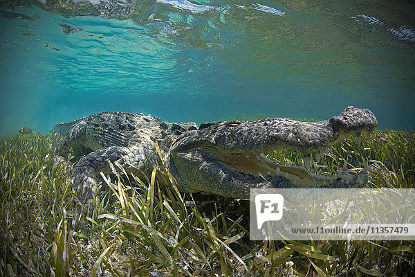 Amerikanisches Krokodil (Crocodylus Acutus) krabbelt im seichten Wasser  Chinchorro-Atoll  Mexiko
