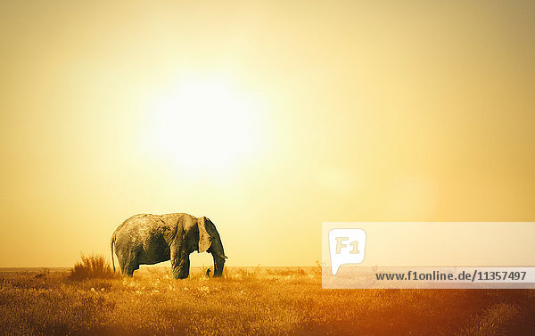 Elefant bei Sonnenuntergang  Etoscha-Nationalpark  Namibia