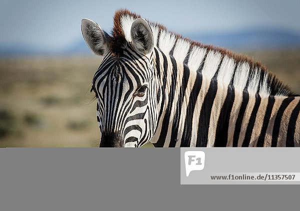 Zebra  Etoscha-Nationalpark  Namibia