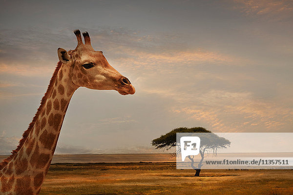 Giraffe bei Sonnenuntergang  Etoscha-Nationalpark  Namibia