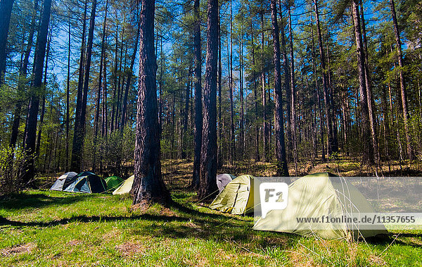 Gruppe von Zelten im Wald  Russland