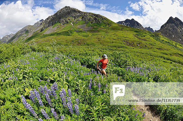 Woman running the Gold Mint Trail amongst mountain lupins  Talkeetna Mountains near Hatcher Pass  Alaska  USA