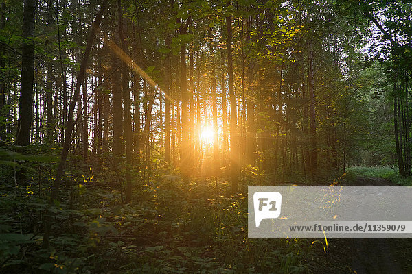 Sonnenlicht durch Bäume  Ural  Russland