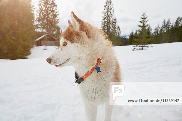 Husky-Hund in verschneiter Landschaft  Elmau  Bayern  Deutschland