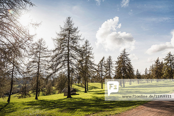 Tannenbäume auf Gras  Jenesien  Südtirol  Italien
