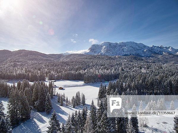 Tannen auf verschneiter Landschaft  Elmau  Bayern  Deutschland