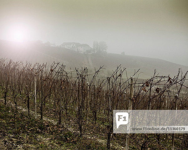 Reben und Weinberge im Nebel  Weinregion Barolo  Langhe  Piemont. Italien