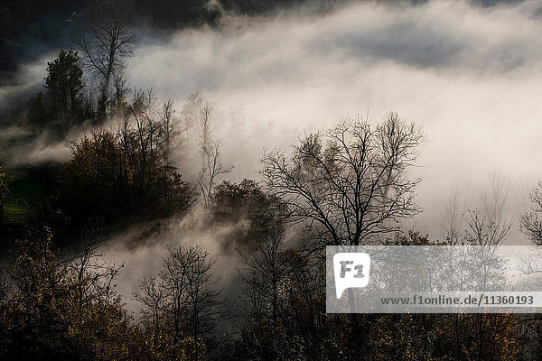 Nebelräumung von silhouettierten kahlen Bäumen  Langhe  Piemont. Italien