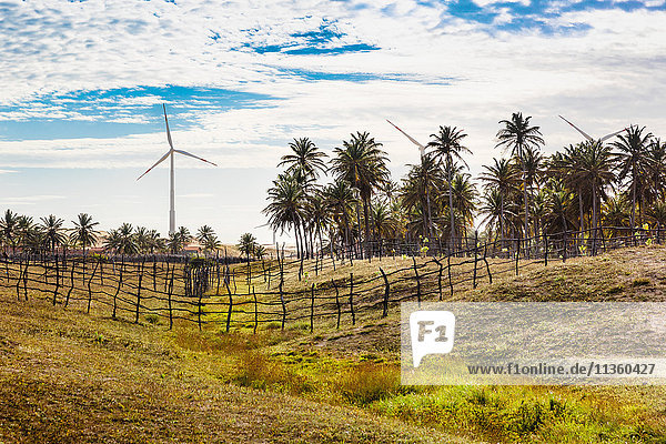 Windturbinen in tropischer Landschaft  Taiba  Ceara  Brasilien