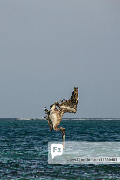 Brauner Pelikan (Pelecanus occidentalis) beim Eintauchen ins Meer  Puerto Morelos  Mexiko