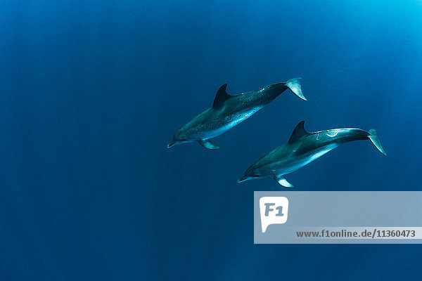 Paar im Meer schwimmende Atlantische Fleckendelphine (Stenella frontalis)  Isla Mujeres  Mexiko