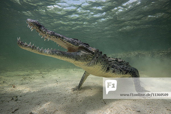 Territoriales amerikanisches Krokodil (Crocodylus acutus) auf dem Meeresboden  Chinchorro Banks  Mexiko