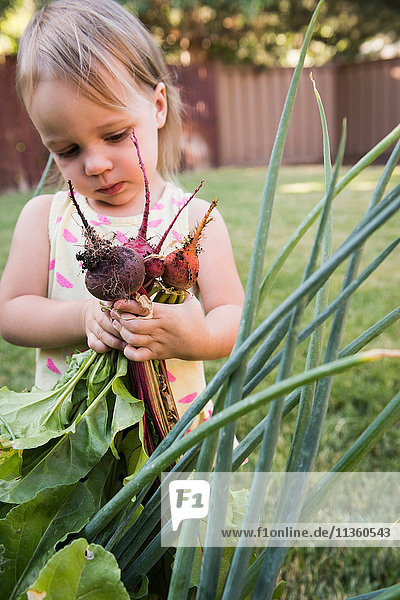 Junges Mädchen im Garten  hält frisches Gemüse