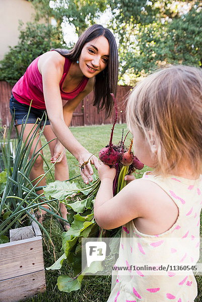 Mutter und kleine Tochter  gemeinsam im Garten arbeiten  frisches Gemüse sammeln