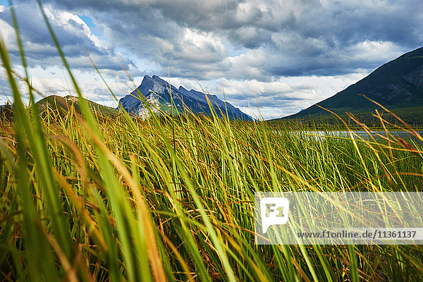 View of mount Rundle beyond long grass  Banff National Park  Alberta  Canada