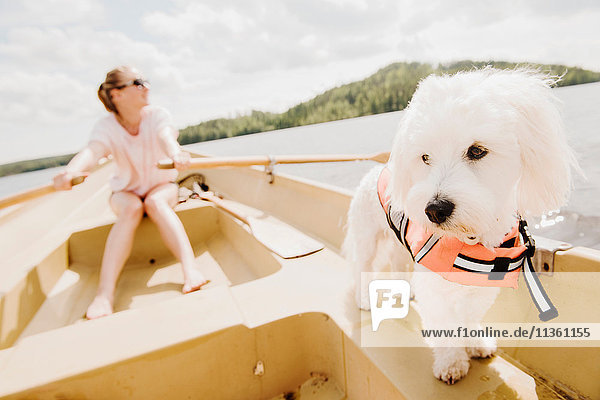 Coton de tulear Hund mit Frau beim Rudern im Boot  Orivesi  Finnland