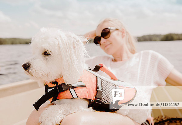 Coton de tulear Hund sitzt auf dem Schoss einer Frau im Boot  Orivesi  Finnland