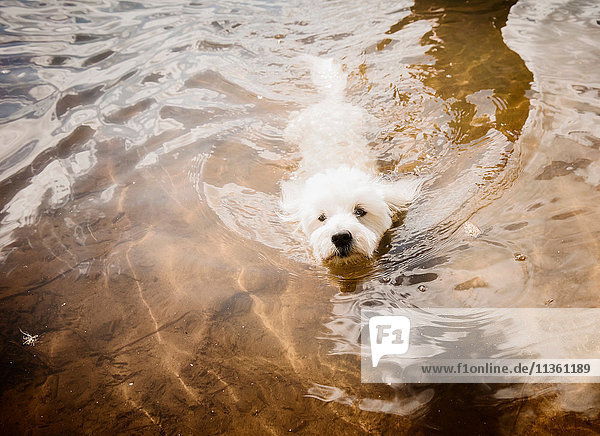 Coton de tulear Hund schwimmt im See  Orivesi  Finnland