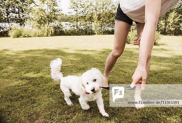 Frau spielt auf Gartenrasen mit coton de tulear Hund  Orivesi  Finnland