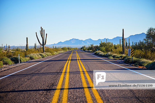 Desert highway  Organ Pipe Cactus National Monument  Arizona  USA