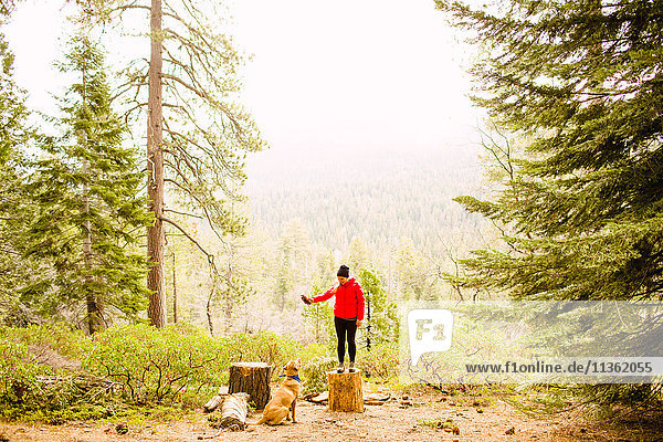 Woman standing on tree stump training dog  Sequoia National Park  California  USA