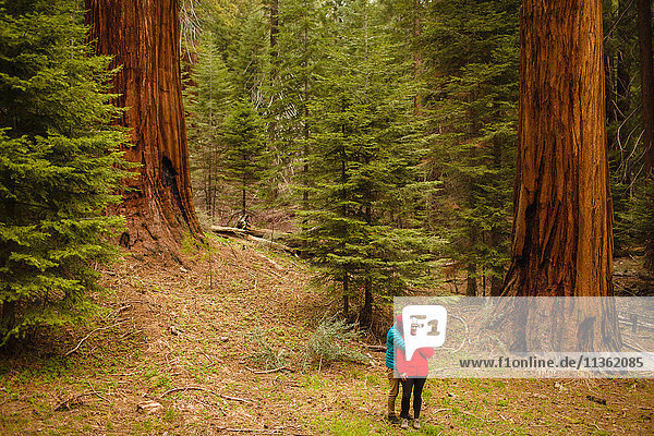 Paar zu Fuß im Wald  Sequoia-Nationalpark  Kalifornien  USA