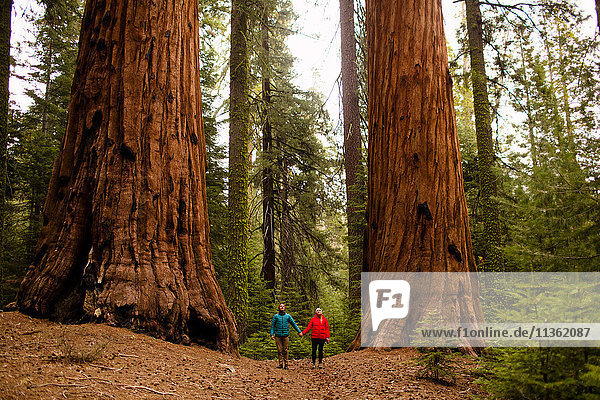 Paar beim Waldspaziergang  Sequoia-Nationalpark  Kalifornien  USA