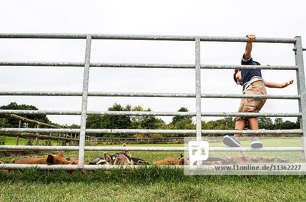 Junge klettert am Tor hoch  um Schweine auf dem Bauernhof zu sehen