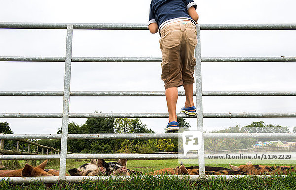 Junge klettert am Tor hoch  um Schweine auf dem Bauernhof zu sehen