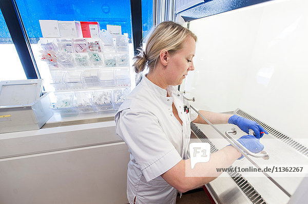 Nurse using biological safety cabinet