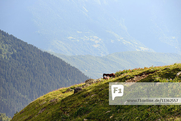 Ländliche Landschaft  Kaukasus  Svaneti  Georgien