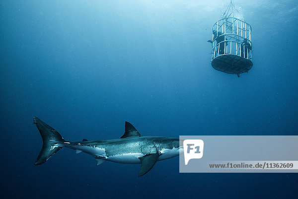 Great shark investigating cage divers  Guadalupe Island  Mexico