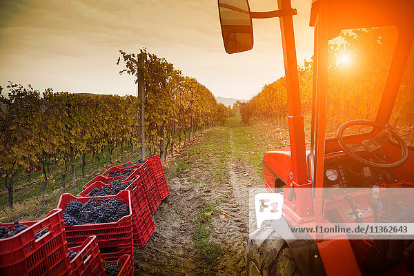Traktor im Weinberg  rote Trauben von Nebbiolo  Barolo  Langhe  Cuneo  Piemont  Italien