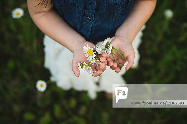 Overhead view of girl's hands holding daisy flowers